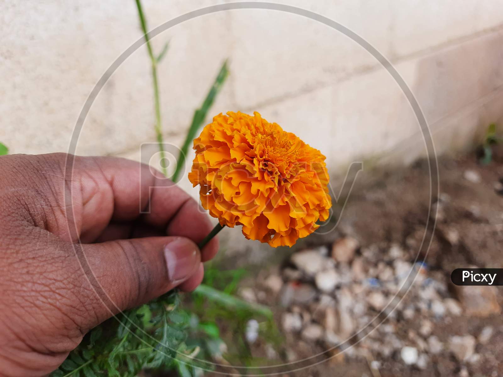Beautiful Orange Color Marigold flower, Tagetes erecta, Mexican, Aztec or African marigold in the garden