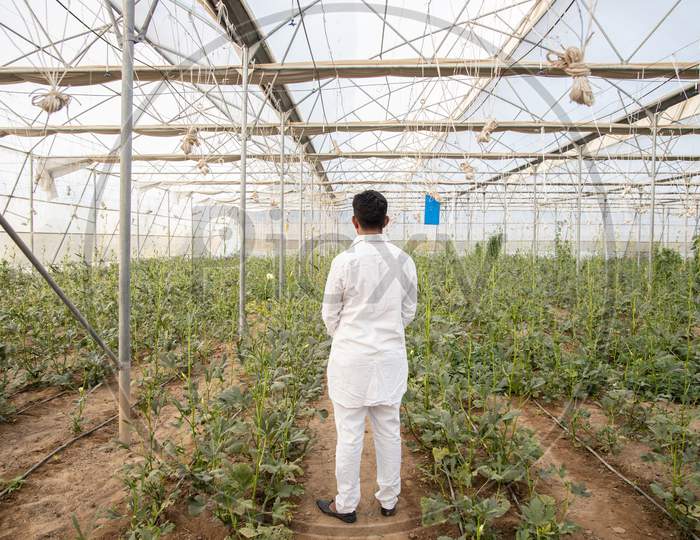 Back View Of Indian Farmer Standing At His Poly House Or Greenhouse, Agriculture Business And Rural Prosperity Concept. Man Wearing White Cloths, Copy Space