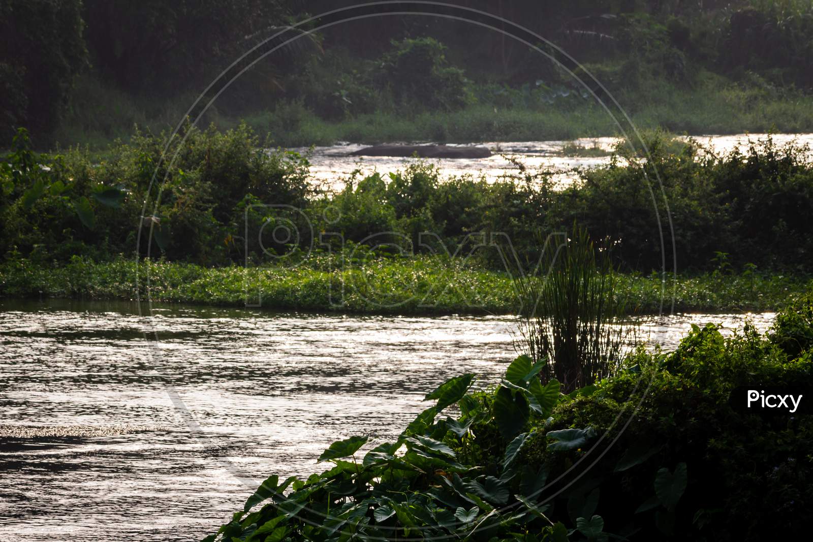 View Of Flow Of Water In Bharathappuzha River (Also Known As Nila Or Ponnani River), Pollachi, Tamil Nadu, India. Selective Focus