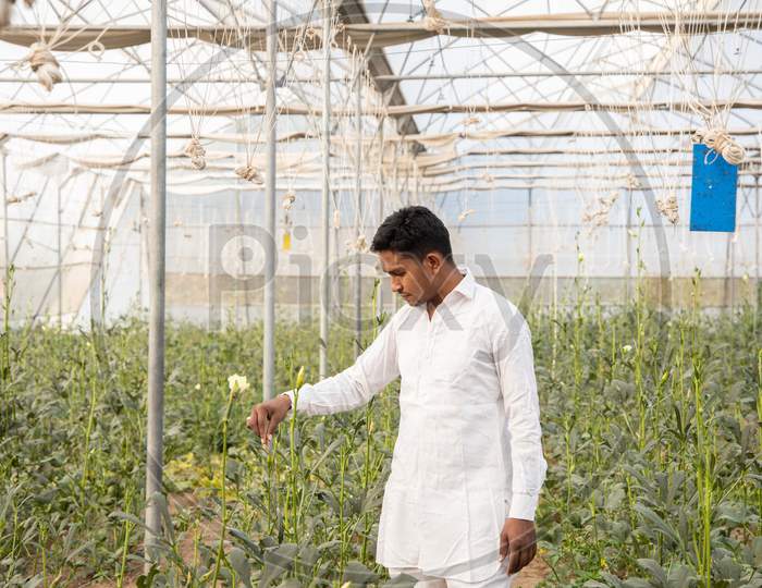 Young Indian Farmer Inspecting Crop While Standing At His Poly House Or Greenhouse, Agriculture Business And Rural Prosperity Concept. Man Wearing White Cloths, Copy Space
