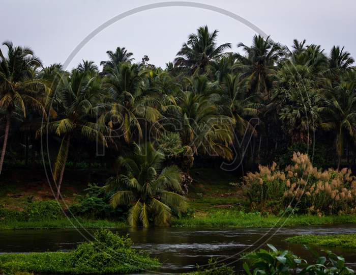 View Of Coconut Tree Plantation Along The Bharathappuzha River (Also Known As Nila Or Ponnani River), Pollachi, Tamil Nadu, India. Selective Focus