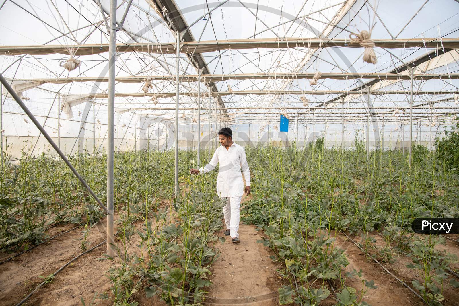 Indian Farmer Walking Inspecting Crop At His Poly House Or Greenhouse, Agriculture Field, Copy Space, Wide Angle.