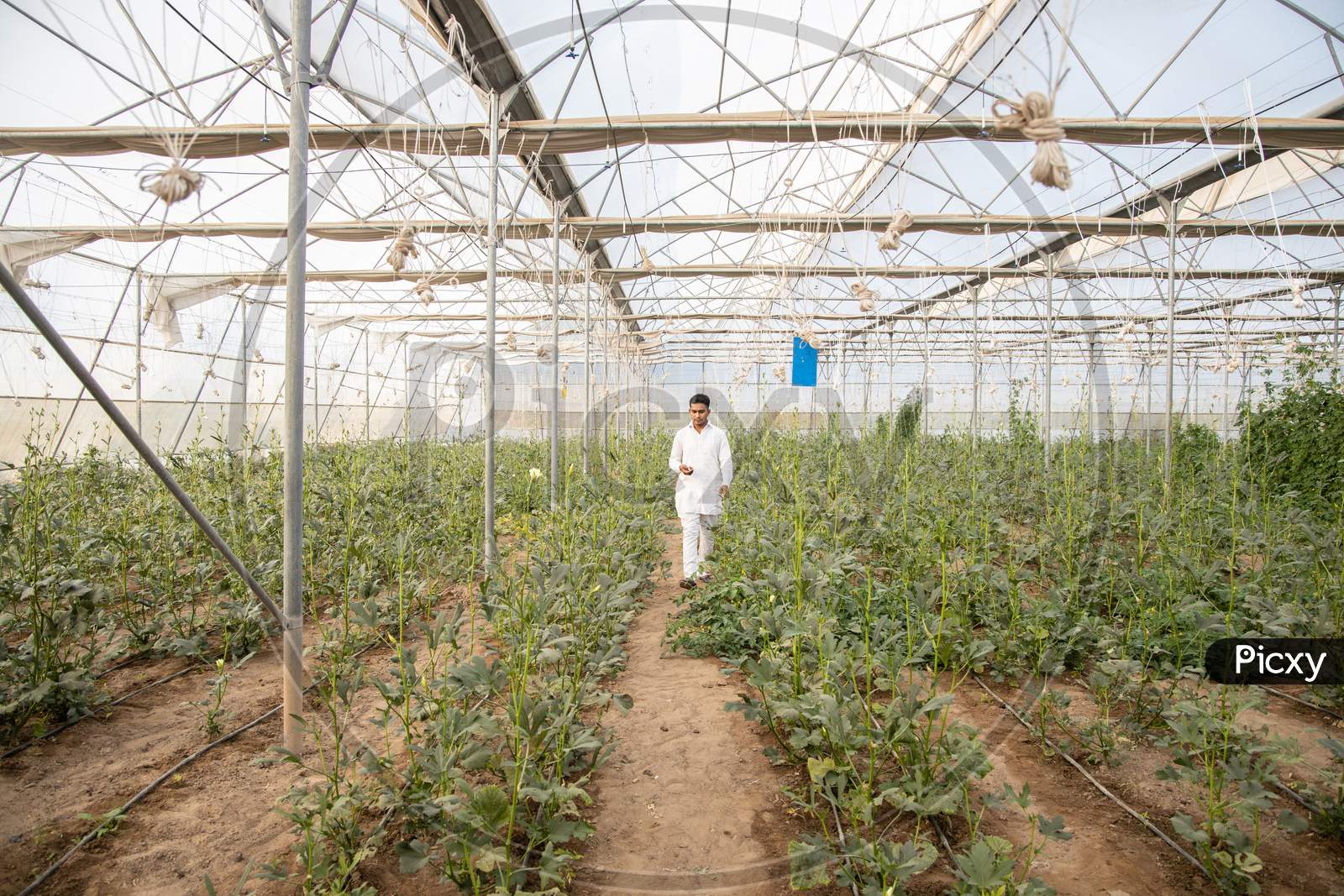 Indian Farmer Walking Inspecting Crop At His Poly House Or Greenhouse, Agriculture Field, Copy Space, Wide Angle.