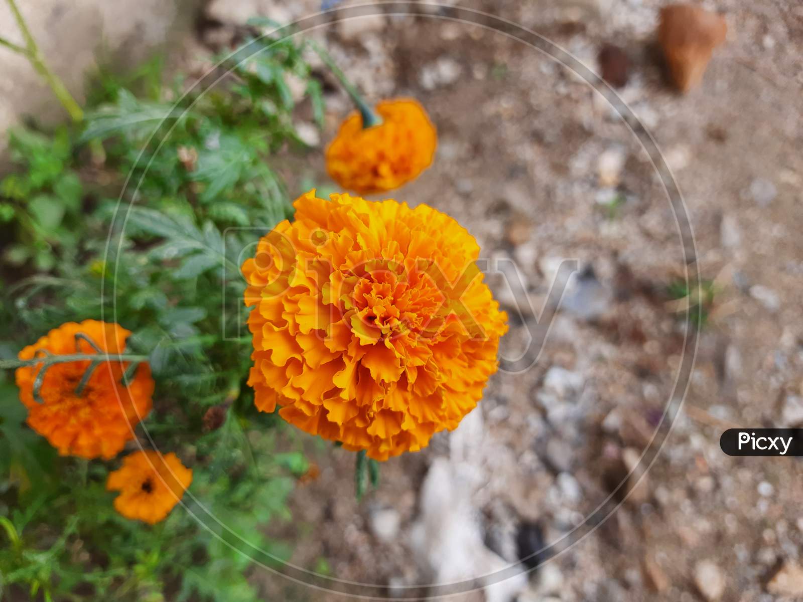 Beautiful Orange Color Marigold flower, Tagetes erecta, Mexican, Aztec or African marigold in the garden