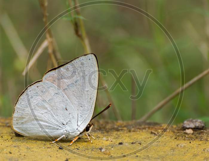 Sunbeam Butterfly (Curetis Thetis)