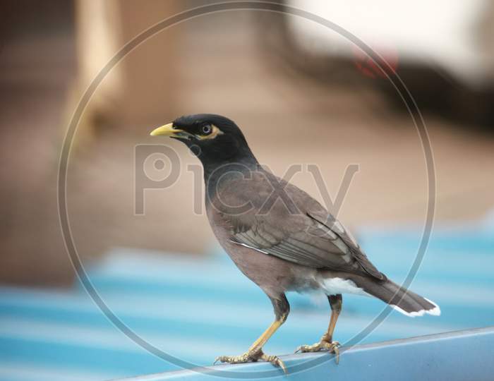 Common Indian Myna on roof top