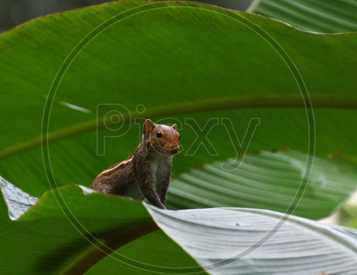 Cute Indian Palm Squirrel On A Banana Leaf