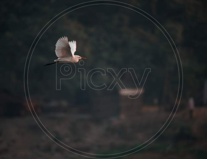 Flying egret bird.