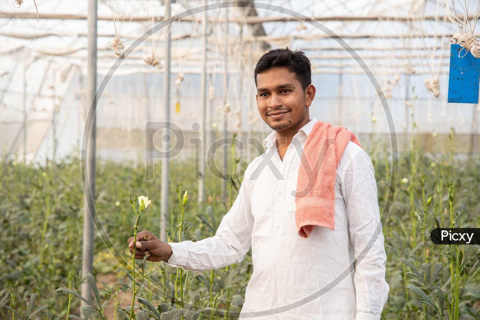 Young Indian Farmer Smiling While Holding Plant Crop At His Poly House Or Greenhouse, Agriculture Business And Rural Prosperity Concept. Man Wearing White Cloths, Copy Space