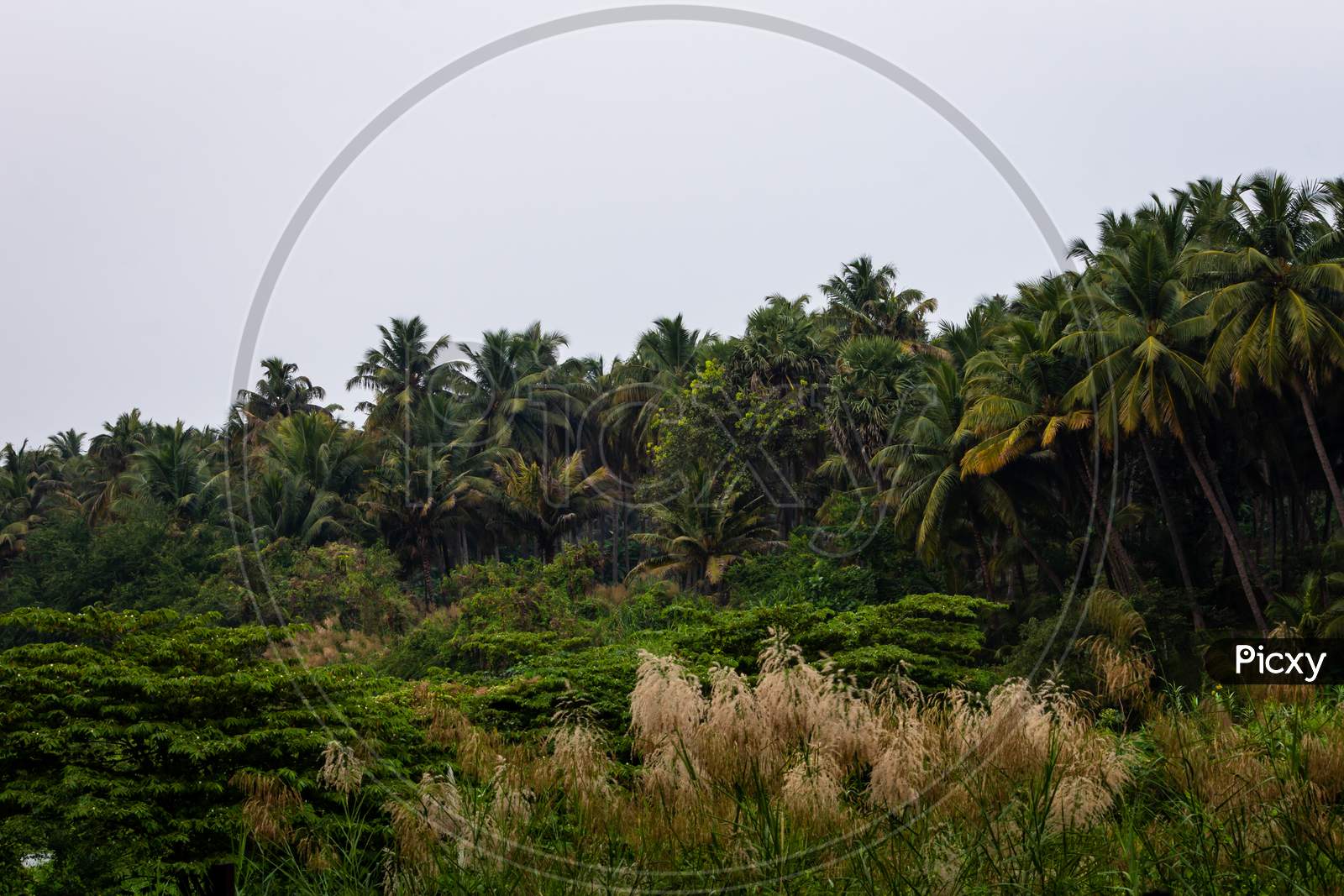View Of Coconut Tree Plantation Along The Bharathappuzha River (Also Known As Nila Or Ponnani River), Pollachi, Tamil Nadu, India