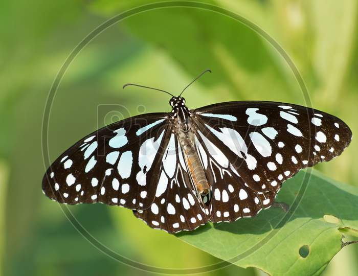 Blue Tiger Butterfly (Tirumala Limniace)