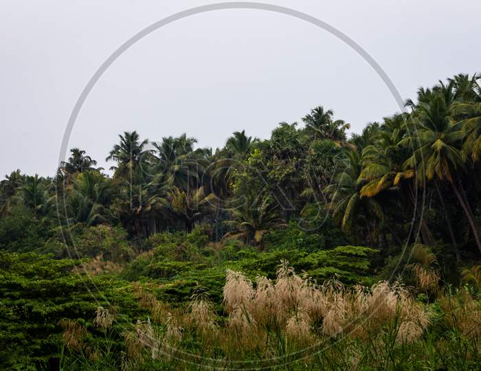 View Of Coconut Tree Plantation Along The Bharathappuzha River (Also Known As Nila Or Ponnani River), Pollachi, Tamil Nadu, India