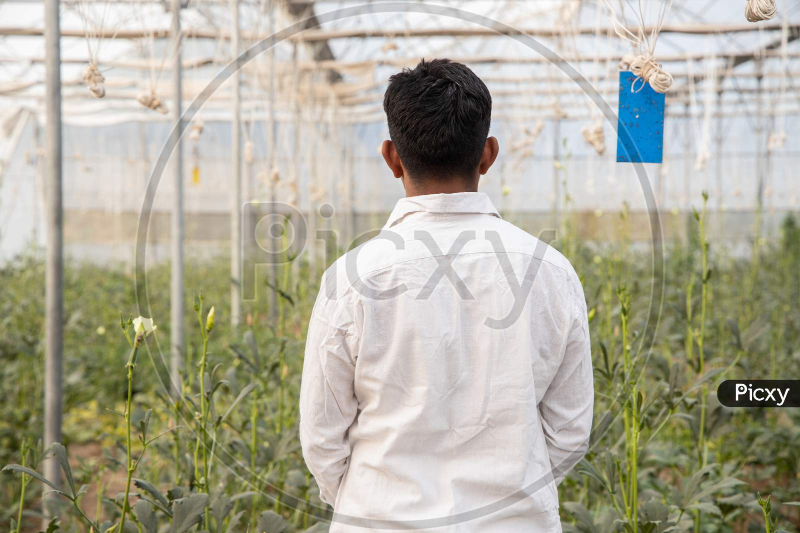 Back View Of Indian Farmer Standing At His Poly House Or Greenhouse, Agriculture Business And Rural Prosperity Concept. Man Wearing White Cloths, Close Up.