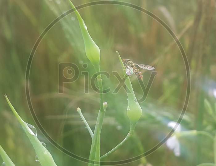 Closeup View Of Barley Spikelets Or Rye In Barley Field.