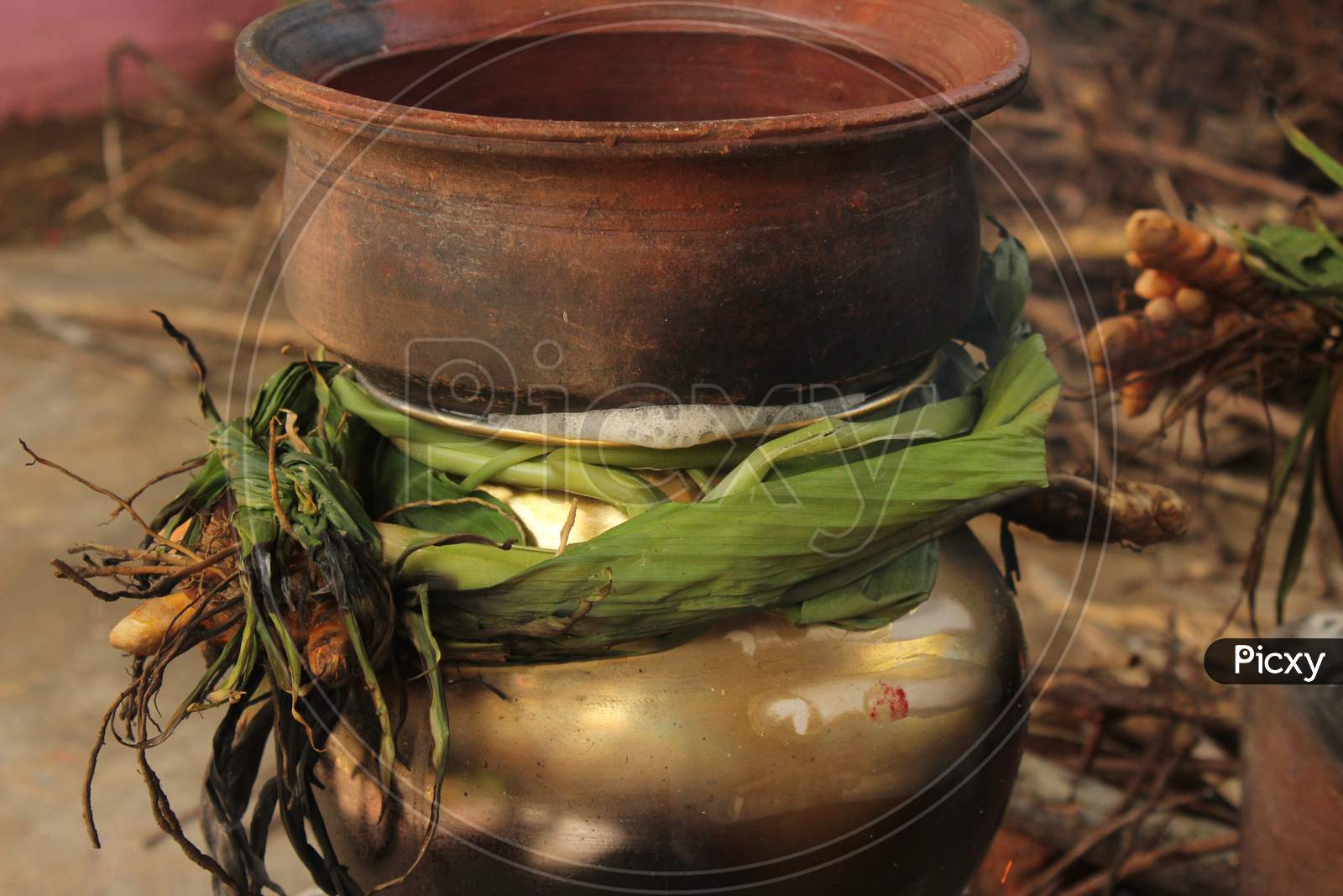 Celebrating Traditional Thai Pongal Festival To Sun God With Pot, Lamp,Wood Fire Stove, Fruits And Sugarcane. Making Sakkarai Or Sugar Pongal And Ven Pongal In Sand Stove In Traditional Method.