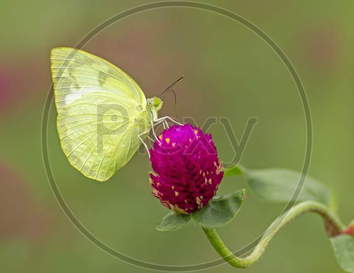 Common Emigrant Or Lemon Emigrant Butterfly (Catopsilia Pomona)
