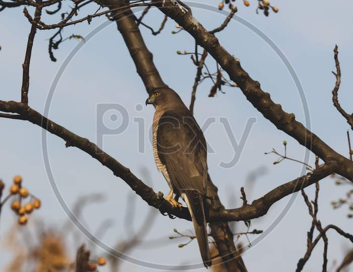 A wild hawk raptor sitting on a branch of a tree