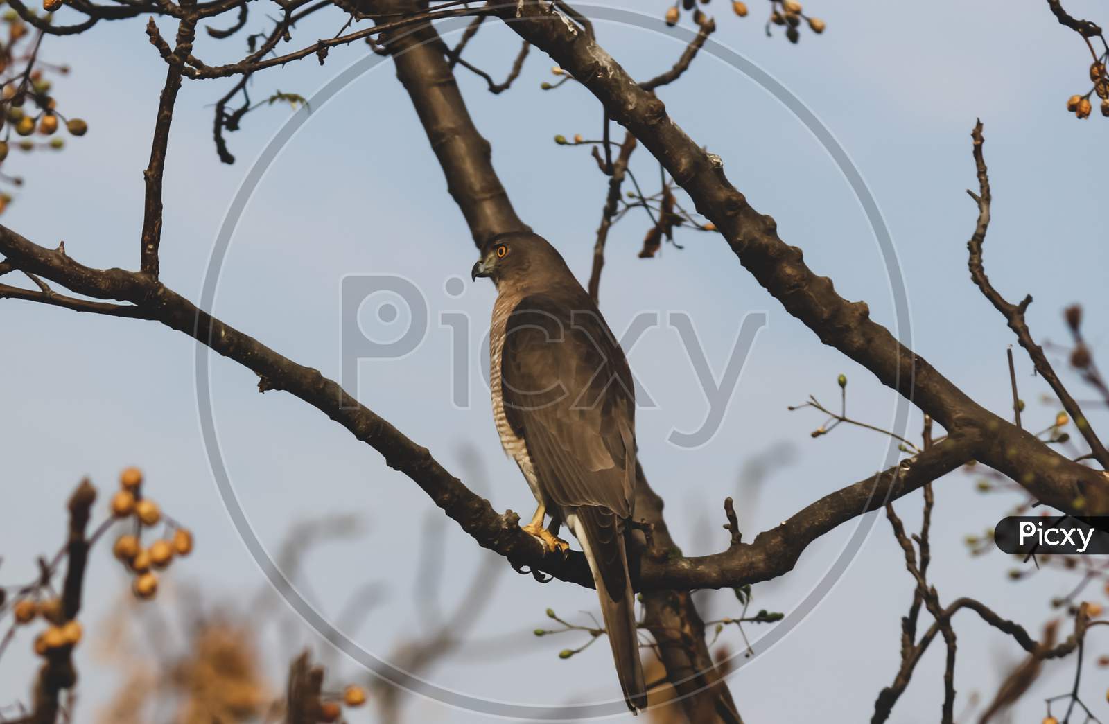 A wild hawk raptor sitting on a branch of a tree