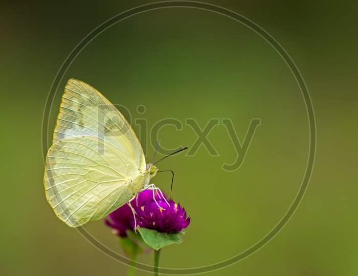 Common Emigrant Or Lemon Emigrant Butterfly (Catopsilia Pomona)