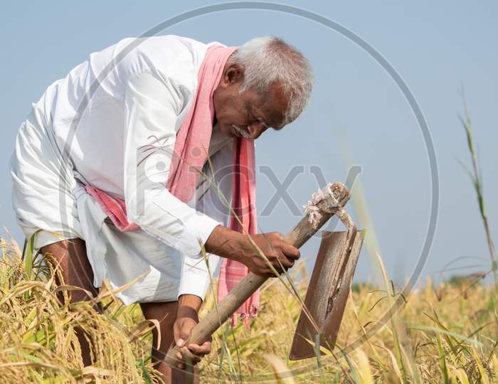 India Farmer Busy Working On Agricultural Farmland By Using Hand Hoe Or Garden Spade - Concept Of Rural Indian Lifestyle During Harvesting Season.