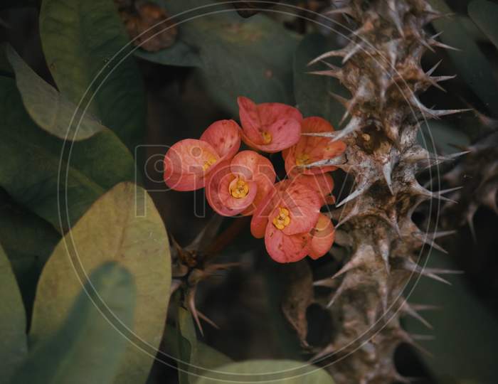Euphorbia milii, the crown of thorns, Christ plant, or Christ thorn, called Corona de Cristo in Latin America (coroa-de-cristo in Brazil)