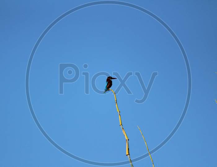 Black Drongo Bird With Two Tails Sitting On Tree Branch On The Morning And Blue Sky On The Background