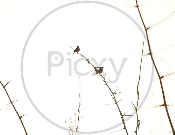 Three Birds With Tails Sitting On Tree Branch On The Morning And Blue Sky On The Background