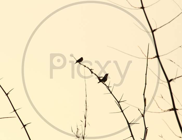 Three Birds With Tails Sitting On Tree Branch On The Morning And Blue Sky On The Background