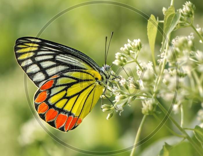 Common Jezebel Butterfly (Delias Eucharis)