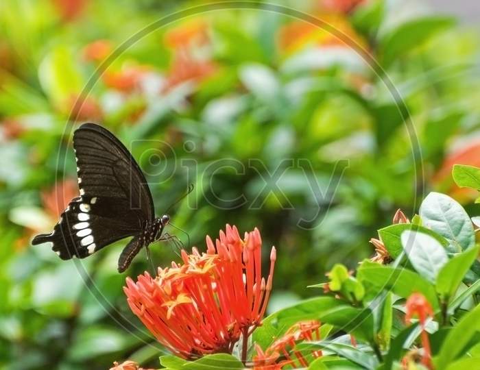 Common Mormon Butterfly (Papilio Polytes)