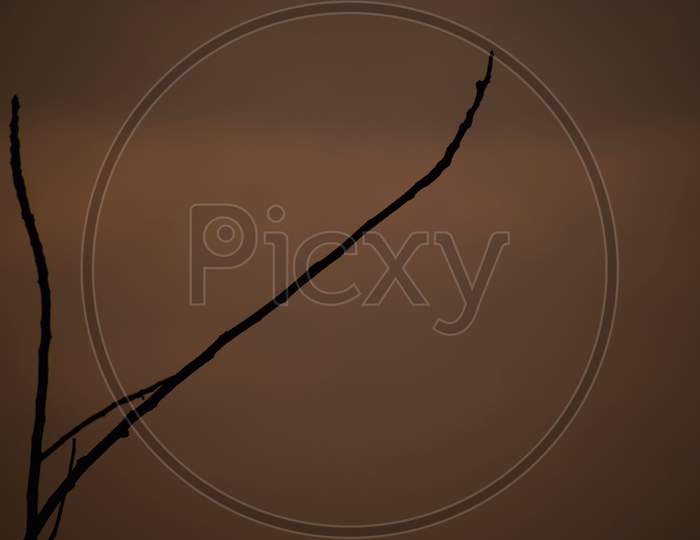 Picture Of One Wooden Stick On Orange Background