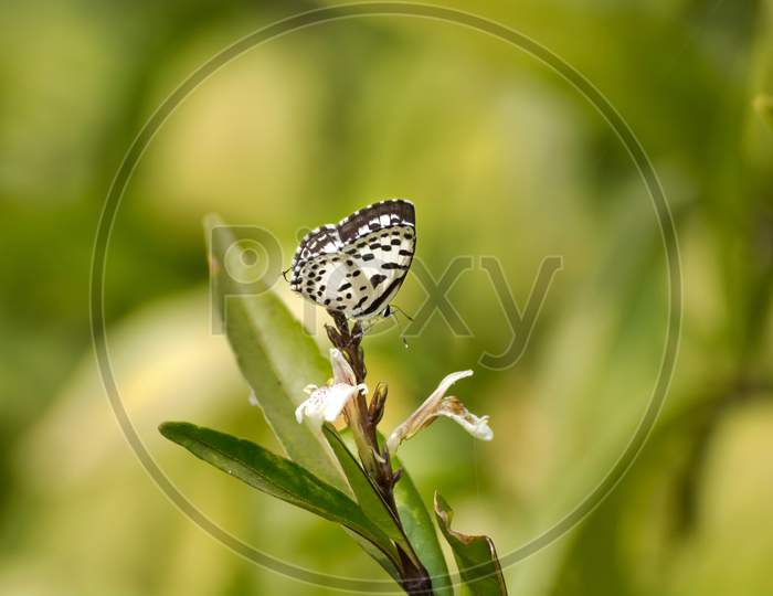 Common Pierrot Butterfly (Castalius Rosimon)