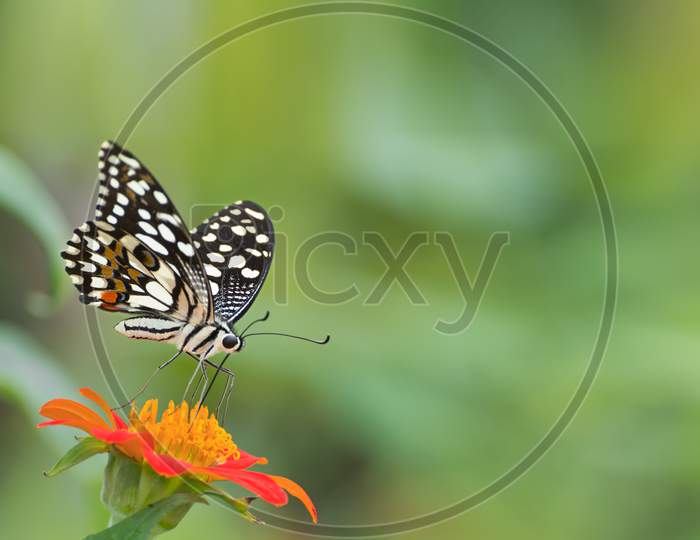 Common Lime Butterfly (Papilio Demoleus)