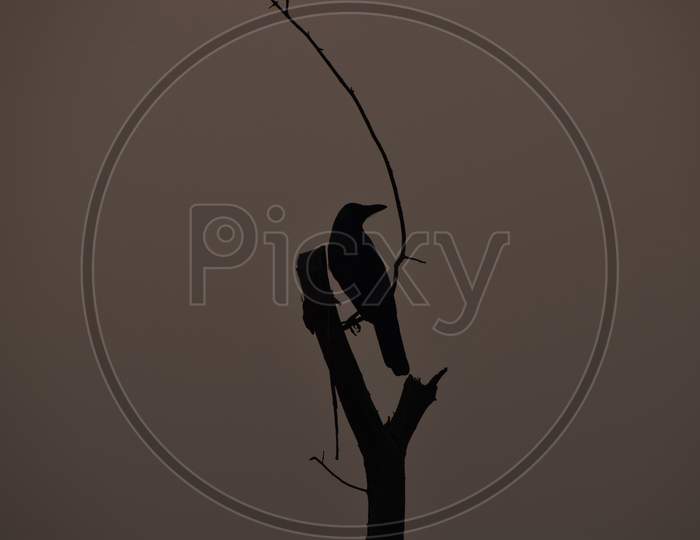 Beautiful Picture Of Crow On Tree Branch. Selective Focus