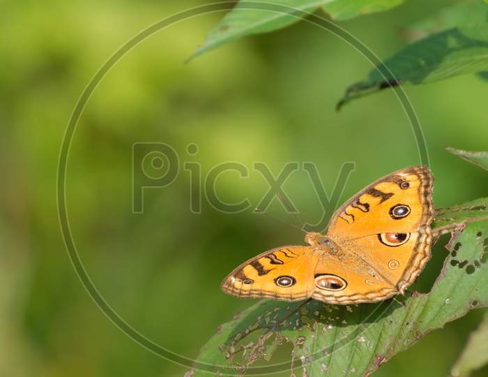 Peacock Pansy Butterfly (Junonia Almana)
