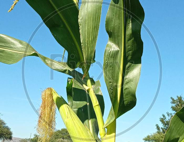 Corn,Maize plant , Indian Maize plant image