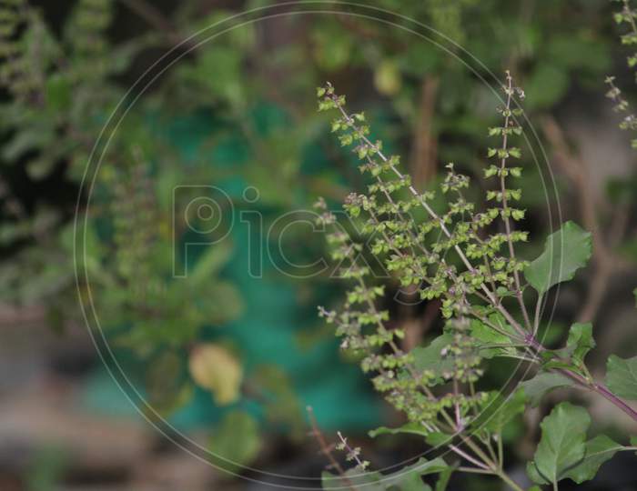 Tulsi seeds - the medicinal plant