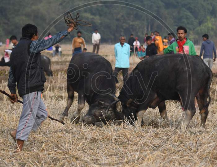 A traditional buffalo fight held as part of festivities to mark Magh Bihu at Gumutha Gaon in Nagaon District of Assam  on January 14, 2021