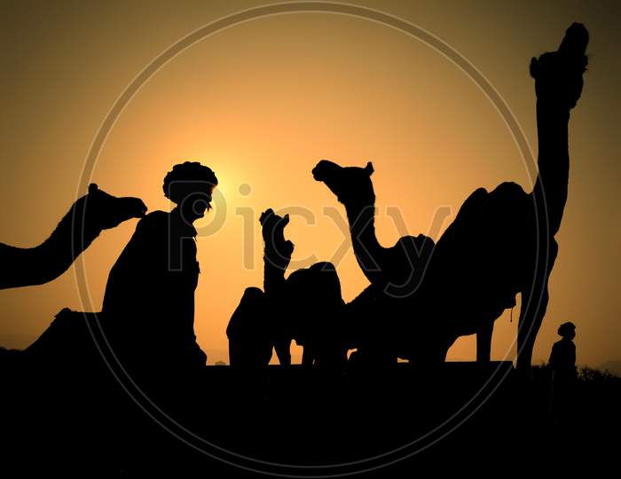 Silhouette of a man with his camels, Rajasthan