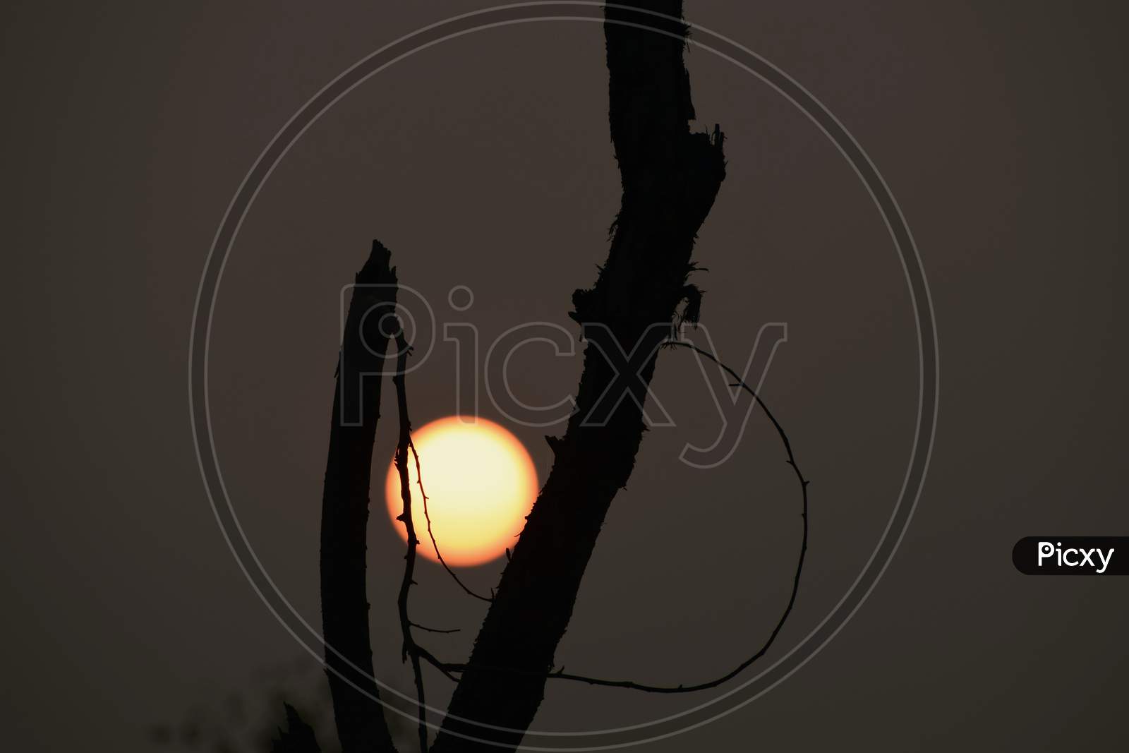 Beautiful Picture Of Tree Branch And Full Sun In Background. Selective Focus On Subject