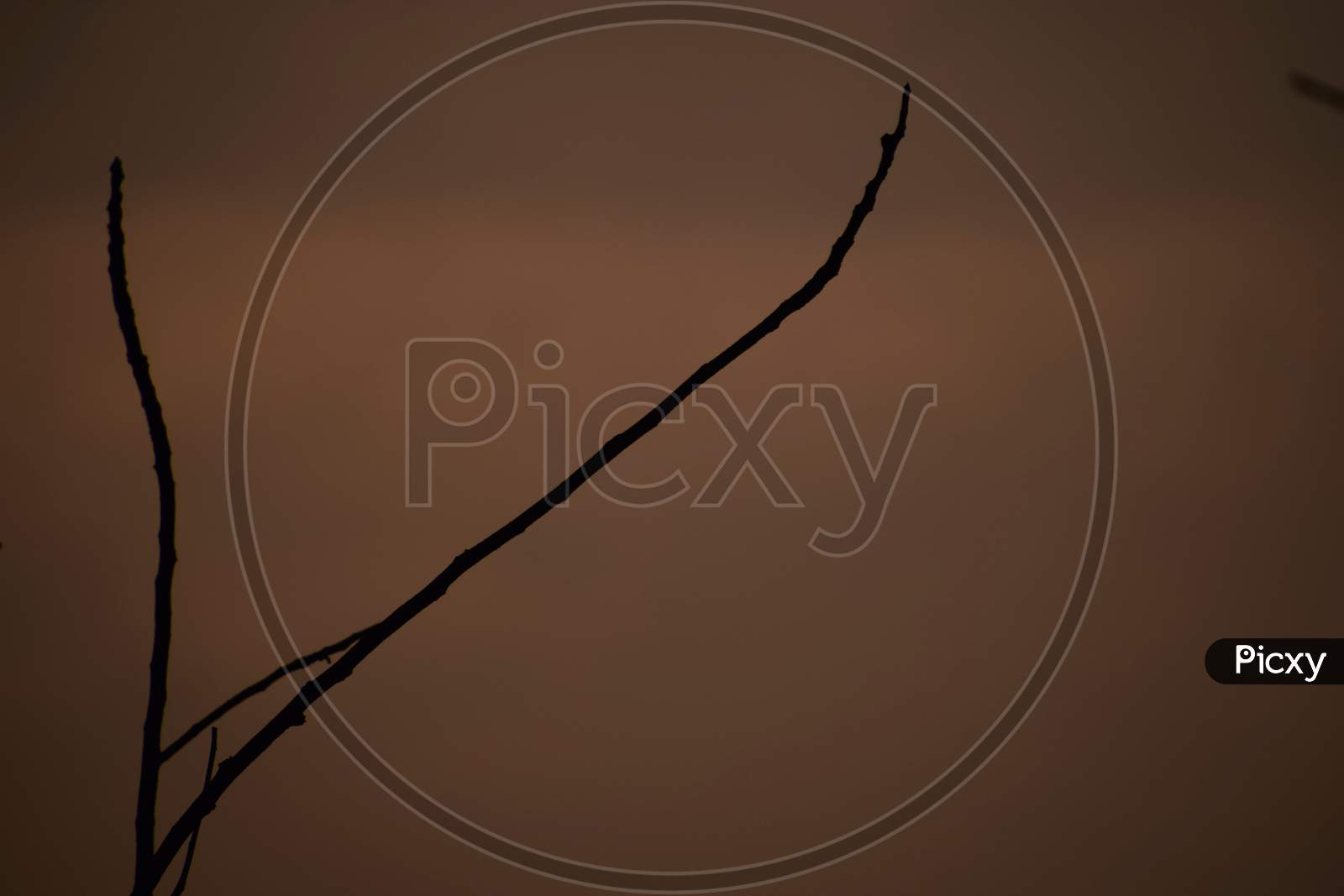 Picture Of One Wooden Stick On Orange Background