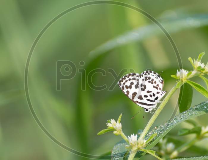 Common Pierrot Butterfly (Castalius Rosimon)
