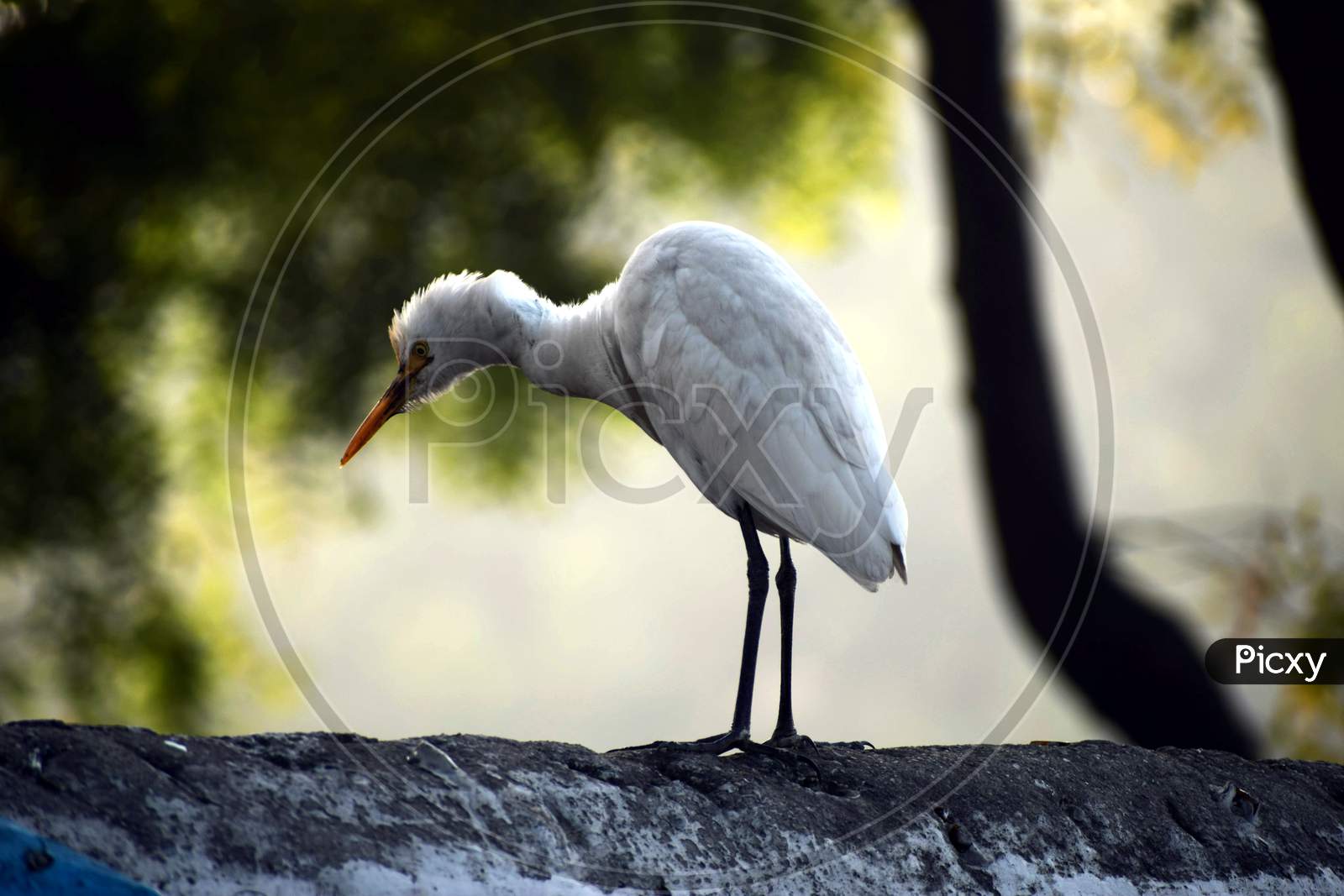 Beautiful Picture Of Great Egret, Background Blur
