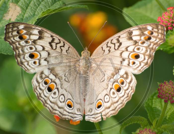 Grey Pansy Butterfly (Junonia Atlites)