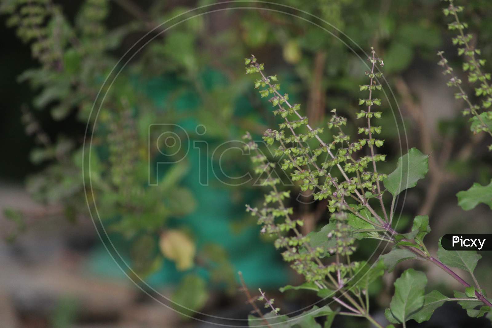 Tulsi seeds - the medicinal plant