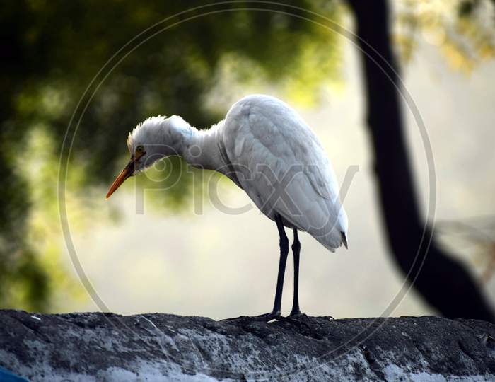 Beautiful Picture Of Great Egret, Background Blur