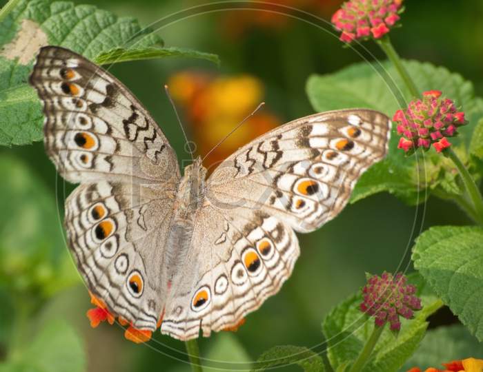 Grey Pansy Butterfly (Junonia Atlites)