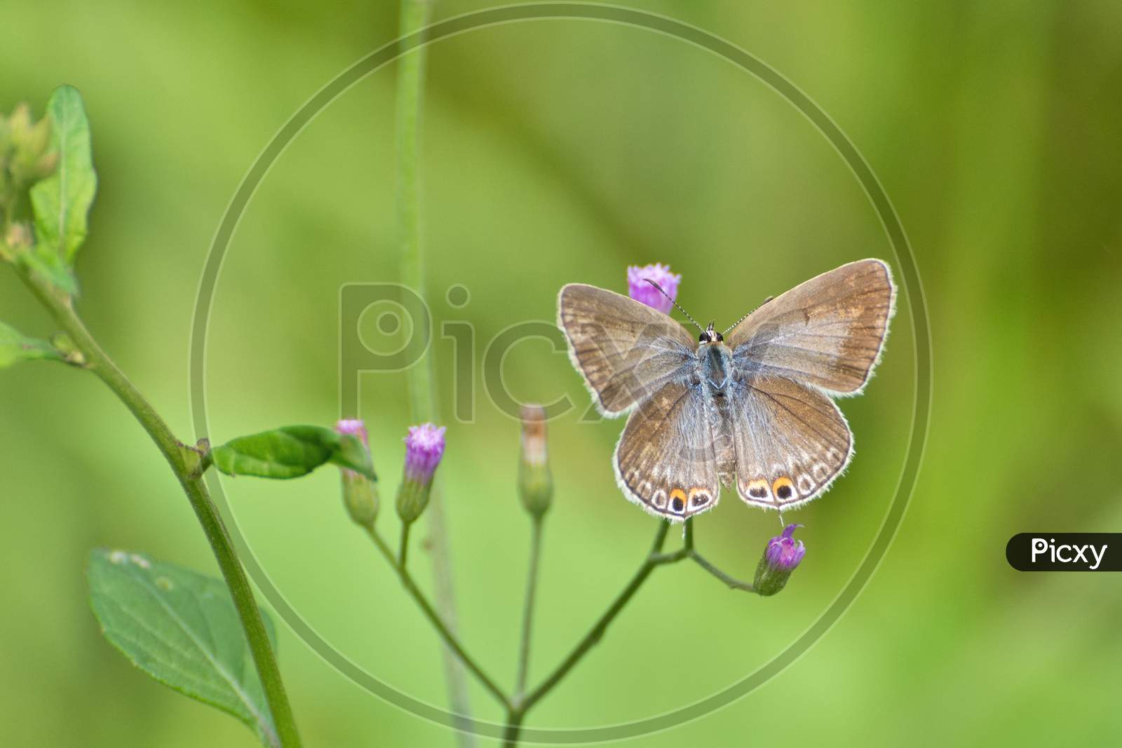 Gram Blue Butterfly (Euchrysops Cnejus)