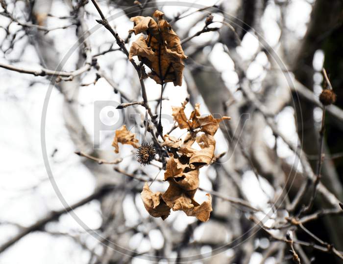 Yellow Big Old Leaf On Tree , Winters. Background Tree . Selective Focus,Selective Focus On Subject.