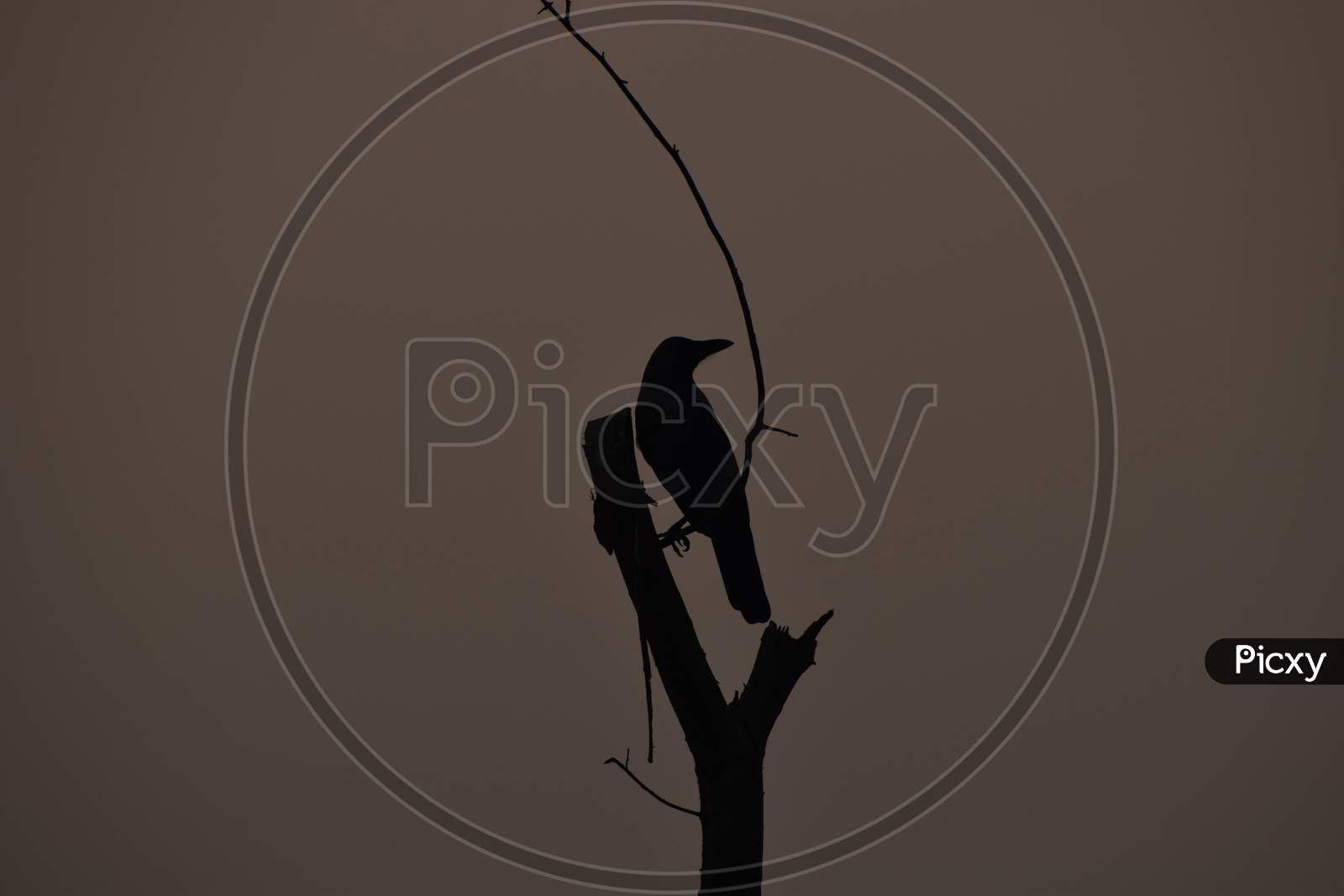 Beautiful Picture Of Crow On Tree Branch. Selective Focus